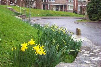 daffodils